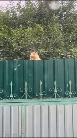 Кот-пограничник