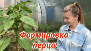 Как формировать перец для обильного урожая