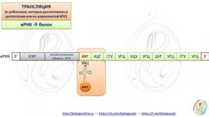 Биосинтез белка - трансляция
