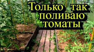 Новый способ полива помидоров в теплице