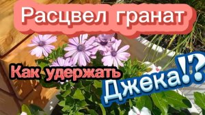 Зацвел гранат. Продлила проездной. Джек хулиган.