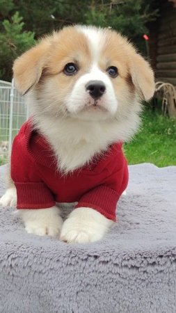 Корги щенки у нас