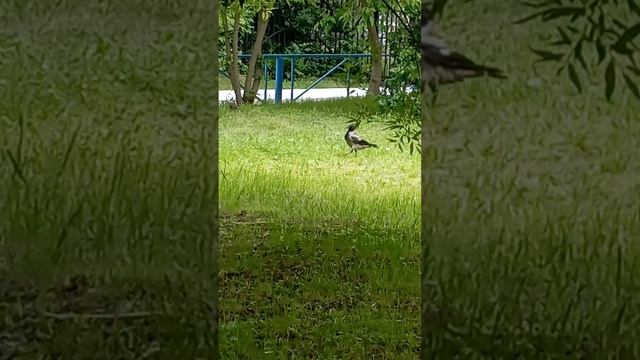 Завтрак на траве. Маленькая жизнь пернатых в большом городе.
