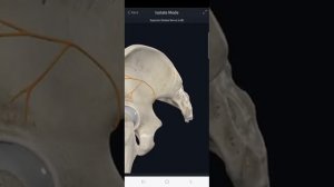 Кое-что о тазобедренном суставе и тотальном эндопротезировании.