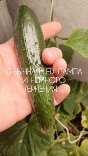 Вырастил огурец дома под LED-лампой: больше 100 г весом! Урожай с подоконника круглый год