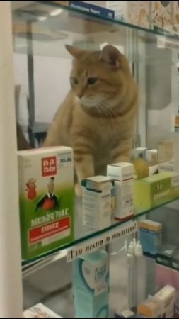 Самое лучшее лекарство 👍😻😻#кот #животные