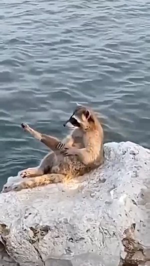 На море 🌊🦨🥰😘