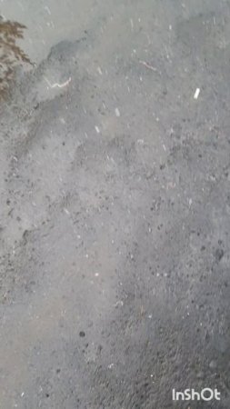 Животные.Сборник моментов из жизни братьев меньших.Фильм1.Серия3.Часть6 .mp4
