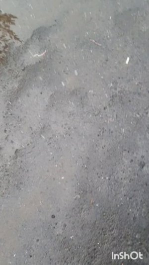 Животные.Сборник моментов из жизни братьев меньших.Фильм1.Серия3.Часть6 .mp4