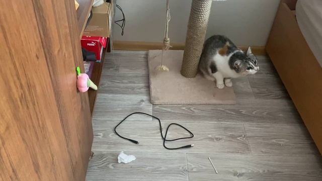 Развлекаем нашу кошку (часть7)