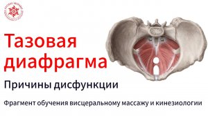 Тазовая диафрагма. Причины дисфункции. Фрагмент обучения
