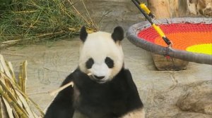 обычная и красная панды