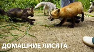 Домашние лисята бегают в вольере