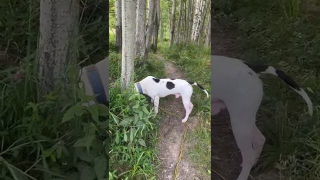 Джесур