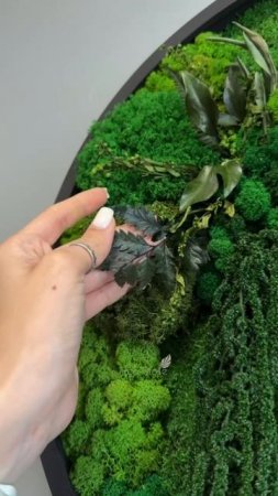 Круглая фитокартина из мха и растений