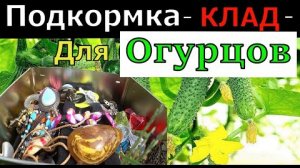 Про эту подкормка для огурцов🥒 мало кто рассказе . Очень эффективное средство