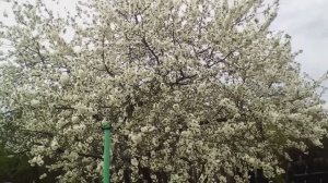 Вишня цветет. Красота неимоверная!