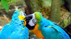Спокойное дыхание жизни. Часть 8: Звуки природы