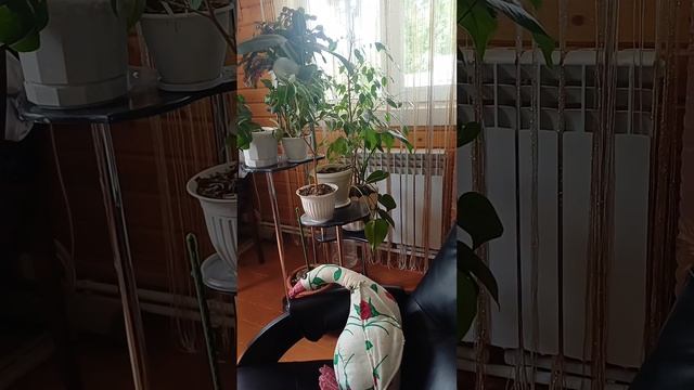 Дачный отдых))