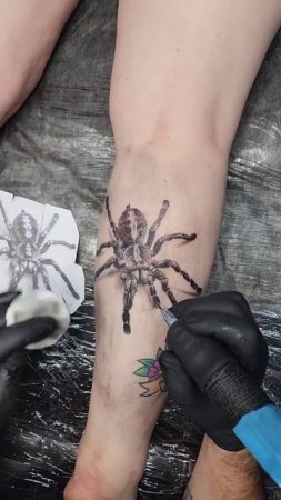 Тату паук тарантул на икре #мысюрги #tattoo #тарантул