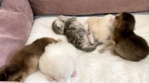 Котятам кошки Кайли 13 дней.