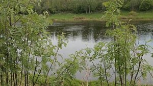 Волга в весеннем Верхнем бору под Ржевом