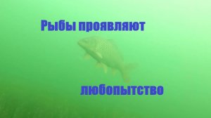 Подводная охота. Сазан. Щука.