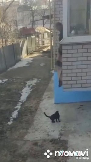 Кто сказал, что животные неразумны?
смотри описание