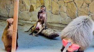 ПЕРВАЯ НОЧЬ ЛЮСИ С ЕЛИСЕЕМ! Как это было Мы мчим на всех парах к нашей Люсе