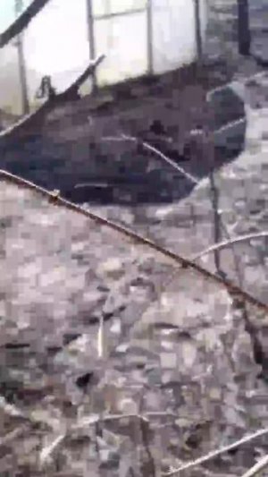 Замуровали! Из-за сетки рабицы котенок не может пробраться на соседний дачный участок 🐱😕