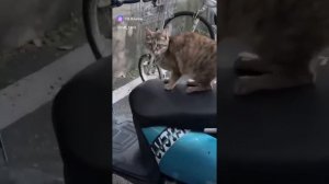 коты😂😂😂