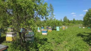 Работы на пасеке, вывод маток, отводки, ивовый мёд, съёмки до 14 июня, пасека Старчевских, Сибирь