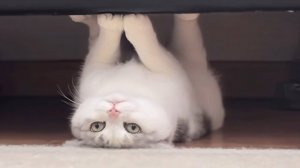 Приколы с котами! Смешные коты - Самые смешные животные С ОЗВУЧКОЙ! Ржака!!