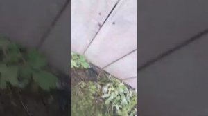 стреляем из рогатки