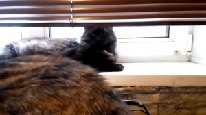 Игнор по кошачьи. Барсик и Ксюша не разговаривают друг с другом 🐱😾😡