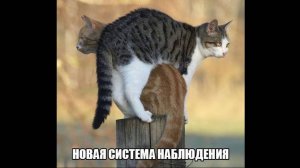 МИМИШНЫЕ ЛЮБИМЦЫ Ч2