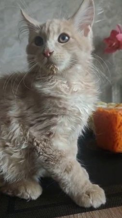 Рафик весь в кофи