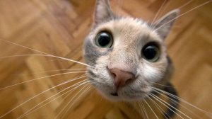 ТЫ ТАКОГО НИКОГДА НЕ ВИДЕЛ!
Милейшие Экзотичные Животные, Которых Можно Завести Дома