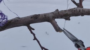 ОСНОВНАЯ ОШИБКА НАЧИНАЮЩИХ САДОВОДОВ