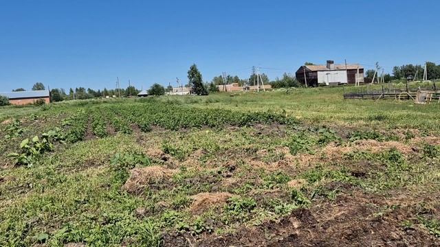Маленькими шагами идём к цели. ОЛЕГ молодец окучил картошку/
