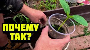 Как получить крепкую рассаду огурцов