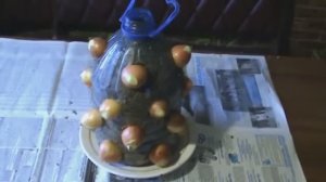 СЕКРЕТЫ ВЫРАЩИВАНИЯ ЛУКА НА ПЕРО ЗИМОЙ