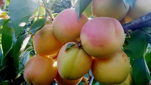 абрикос Джумба Кот, Астрахань 26.06.2026г.