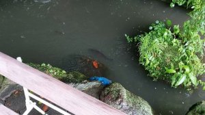 Водопадик в Бэппу