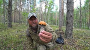 ГРИБНАЯ ЛИХОРАДКА 2025 НАЧАЛАСЬ! ВСЁ ТОЛЬКО ТОЛЬКО, ЧИСТЫЕ, БОРОВЫЕ КРАСНОГОЛОВИКИ \ СБОР ГРИБОВ !