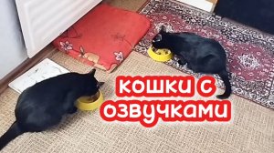 Кошки с озвучкой.