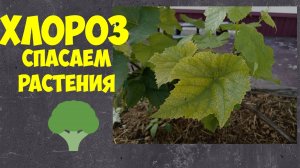 Хлороз