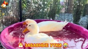 Забавные утки мускусные и пекинские на свободном выгуле ч.(102) ❣️🤗😂