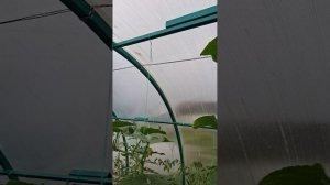 огурцы,перцы