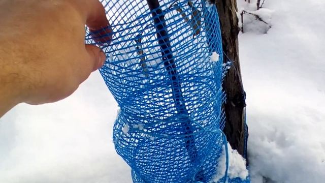 Как защитить деревья от зайцев зимой